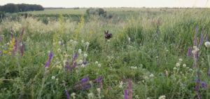 a dog in a meadow